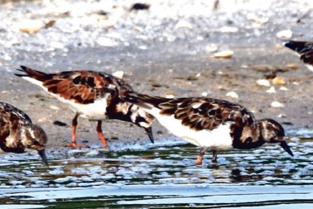 ‘Ruddy turnstone’ bird spotted in Manakudy Reserve after a decade