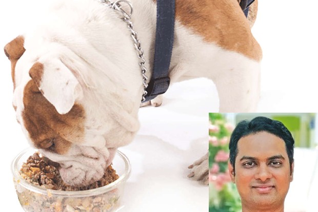 Diet tips for pets during summer