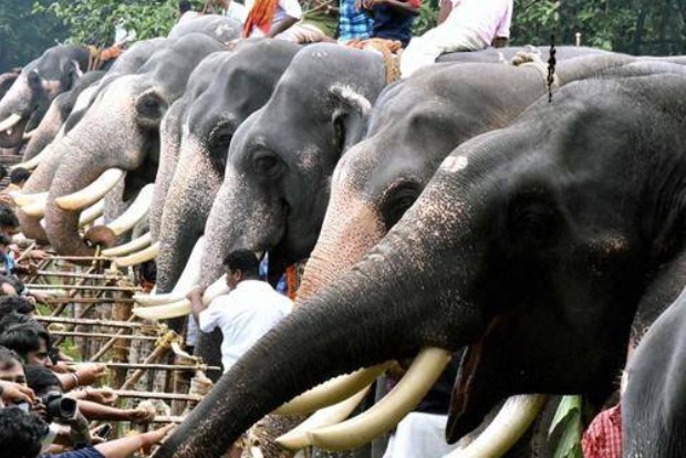 Desirable to avoid domestication of tuskers: HC Desirable to avoid domestication of tuskers: HC