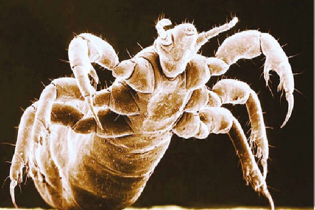 Defence  Mechanisms: Ever feel your skin crawling? You can thank evolution