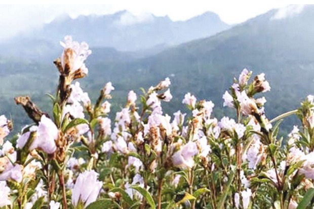 Neelakurinji flowers bloom on Idukki hills after 12 years