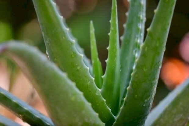 Neem and Aloe Vera Should Be On Your List