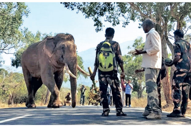 Elephant Rivaldo treks back to Masinagudi