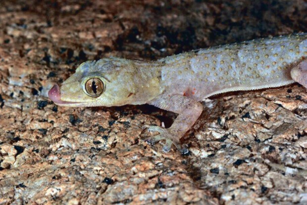 Transcontinental Journeys: How a gecko from Africa crossed the Atlantic Ocean