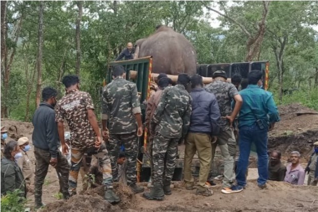 Elephant released into MTR, returns to village Elephant released into MTR, returns to village