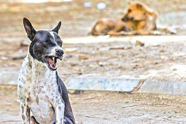 Editorial: Compassion for all living beings