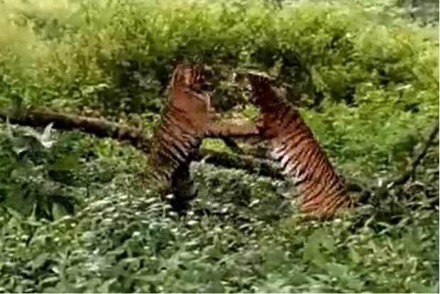 Fierce tiger fight in Ktaka reserve captured on video, goes viral