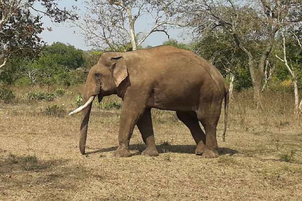 Elephant Rivaldo didnt come back, instead happier in forest: Forest dept
