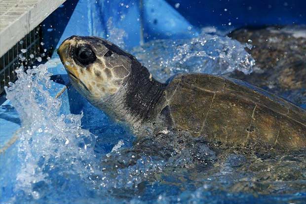 63 rescued turtles transported home from Pune to Assam state zoo