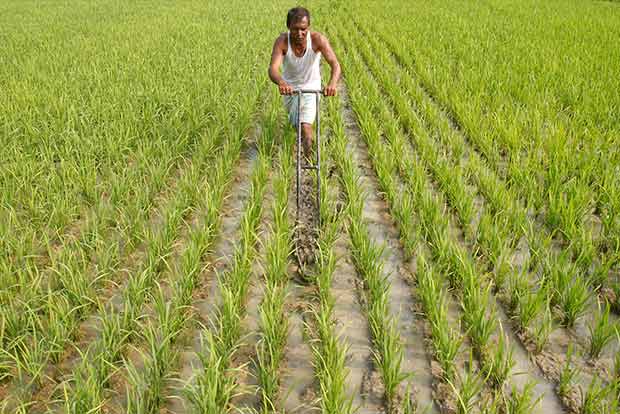 TN sets up Chief Secy-led panel to review farmers issues