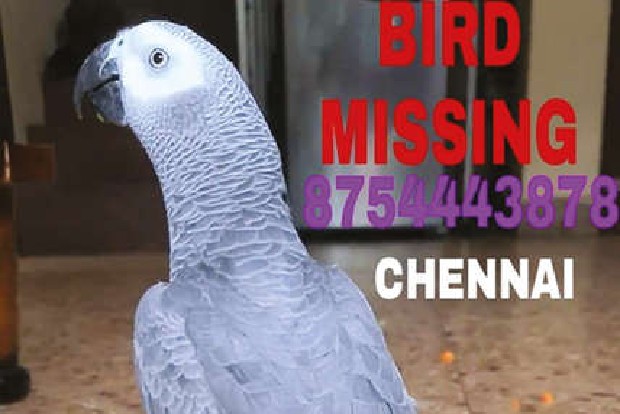 Techie in Mambalam undertakes paid social media campaign to trace beloved pet parrot ‘Pepper’