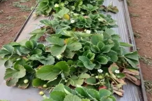 Agri-tech Startup Agnext Raises 21 Million Dollar To Expand Global Footprint