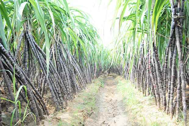 State grants Rs 182.13 crore to clear sugarcane arrears to farmers State grants Rs 182.13 crore to clear sugarcane arrears to farmers