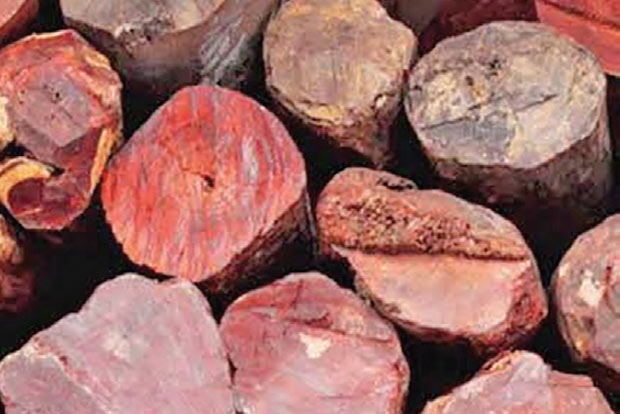 63 red sanders logs weighing 300 kg found abandoned in a car in Vellore