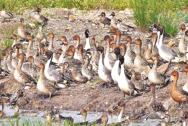 Bird watchers record more diversification, but no population increase at Pallikaranai in lockdown