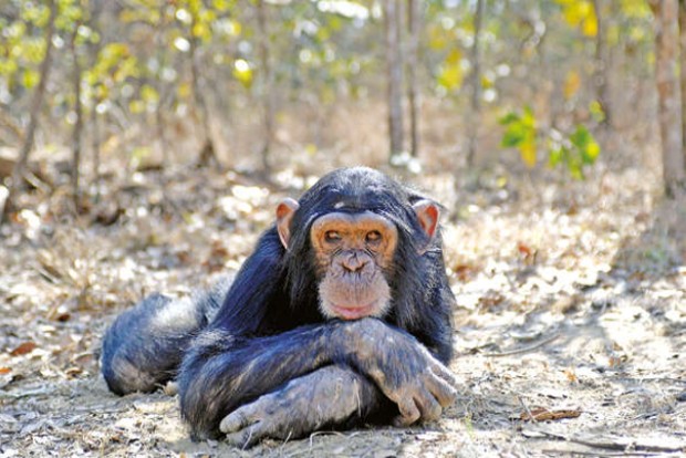 Why humans have shorter stride than chimps