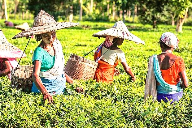 Sri Lanka tea exports to earn USD 1.3 bn in 2021