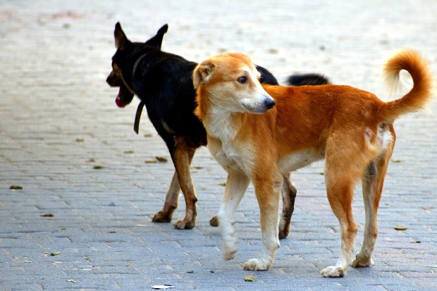 Rescue may be in the stars for these dogs