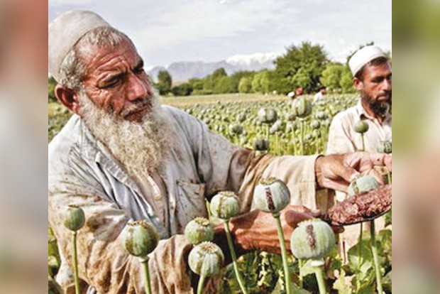 Narco-terror: Post Taliban takeover, opium trade booms