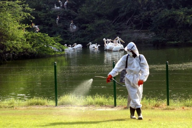 Israel detects bird flu among dozens of wild cranes