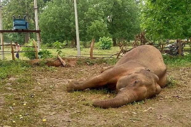 Wild elephants injure one, elephant calf killed by train