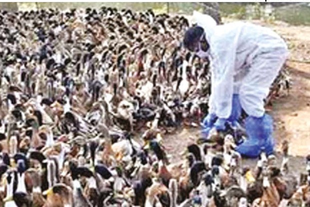 TN Forest Dept alerts staff to identify sick birds with flu symptoms