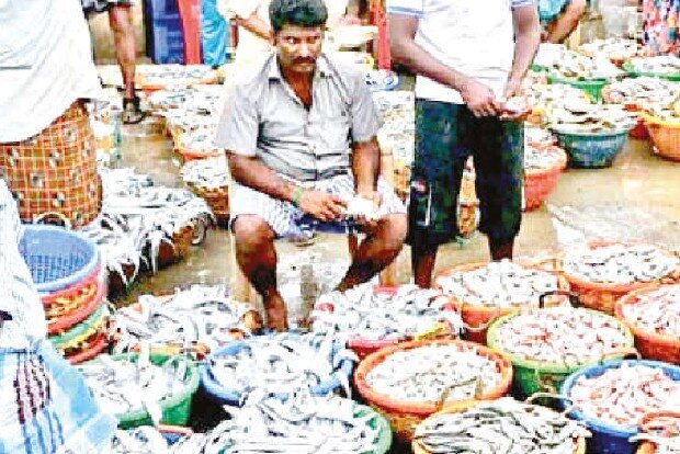 Pilgrimage season, better supply hit fish price at Kasimedu