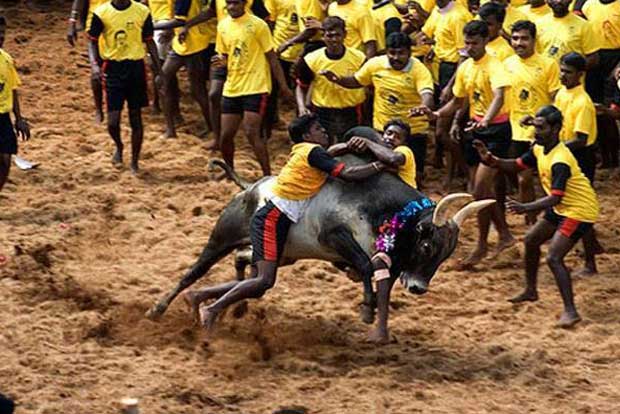 Citing Covid risk, 80 doctors plead TN govt to stop Jallikattu