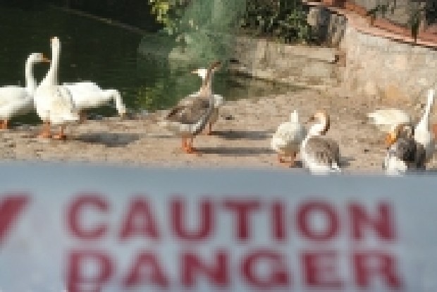 South Korea reports another suspected bird flu case