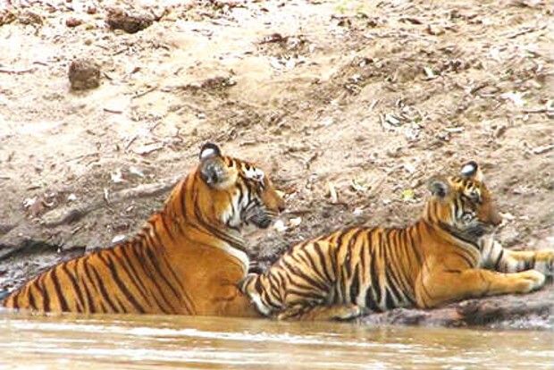 Tamil Nadu forest department sanctions additional funds for tiger conservation