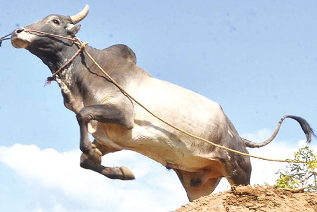 Restrictions on crossbred bulls in jallikattu nothing new, say organisers
