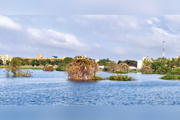 Birds this season prefer safety over water availability