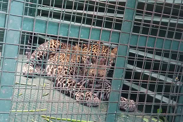 Leopard caught on camera in college in Coimbatore