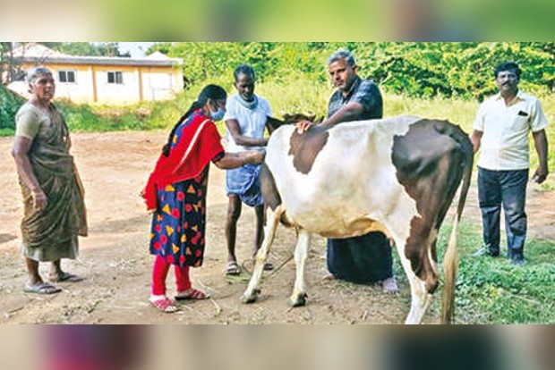 Tirupur farmers fear spread of Foot and Mouth disease