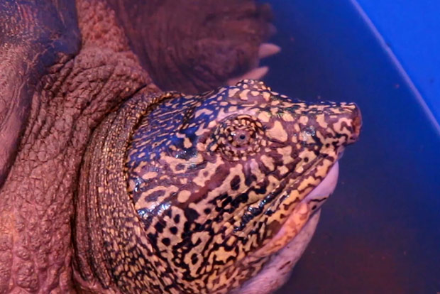 World’s rarest turtle gets a shot at escaping extinction