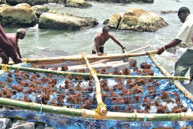 Seaweed can be lucrative seasonal biz in TN: Experts Seaweed can be lucrative seasonal biz in TN: Experts
