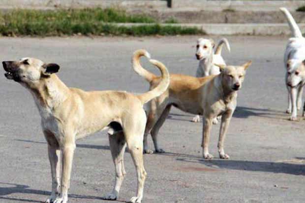 HC seeks plan for protection of stray dogs
