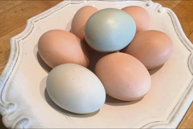 Mortality of cage-free egg-laying hens decline over time: Study