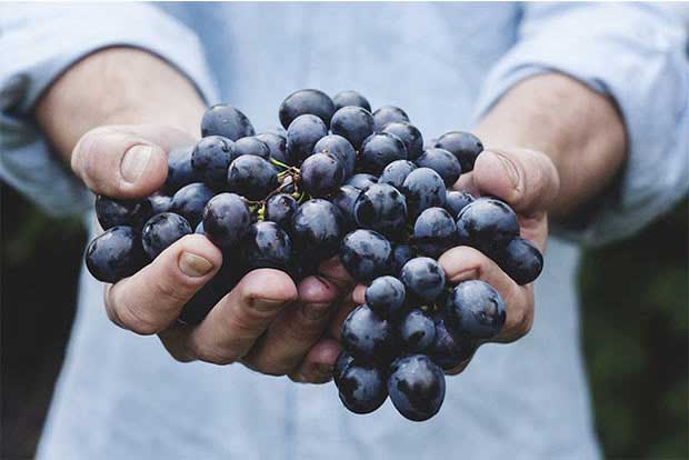Eating grapes may protect against sunburn, UV damage to skin
