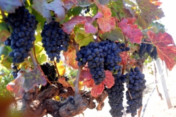 Eating grapes may protect against sunburn, UV damage to skin