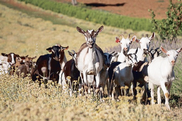 ANIMAL CHRONICLES: Copycat goats steer clear of consensus in commutes