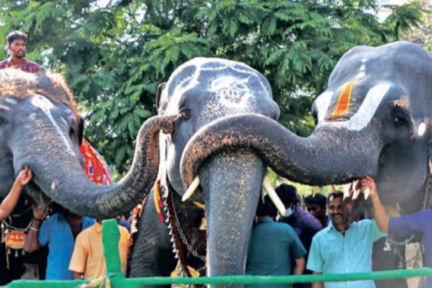 26 jumbos bond, enjoy special food at 13th annual camp 26 jumbos bond, enjoy special food at 13th annual camp