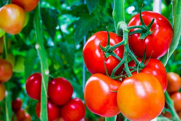 After strawberry, dragon fruit, UP to host Tomato Festival
