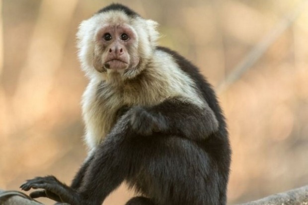 Clues to Capuchin monkeys long life, large brain revealed in its genome Clues to Capuchin monkeys long life, large brain revealed in its genome