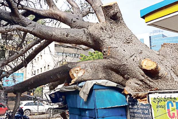 Last of the Colonial Roots: Chennai loses its 400-year-old Baobab tree, biologists call for special attention Last of the Colonial Roots: Chennai loses its 400-year-old Baobab tree, biologists call for special attention