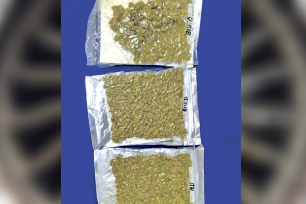 High quality marijuana seized by Air Customs High quality marijuana seized by Air Customs