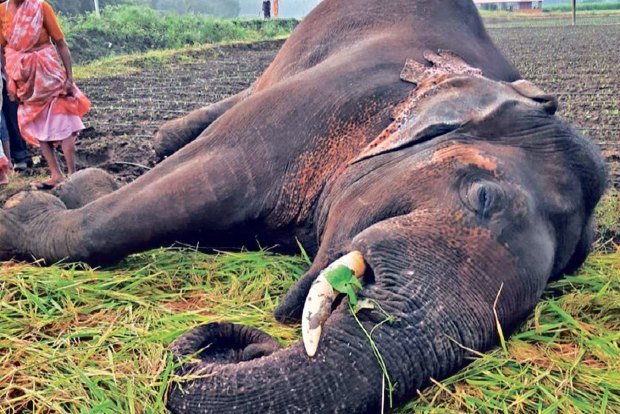 Farmer on the run after illegal electric fence kills tusker