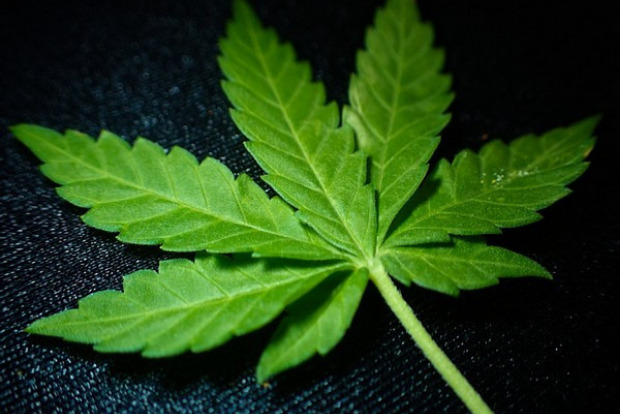 Study suggests over half of people using cannabis for pain experience multiple withdrawal symptoms