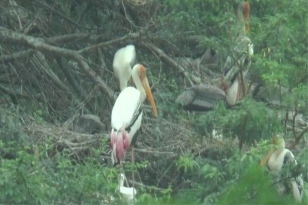 Bird Flu Reported At Kanpur Zoological Park In Uttar Pradesh