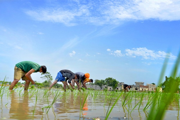 Fortified rice to fight malnutrition in UP